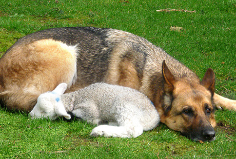 ������� ��������� �������