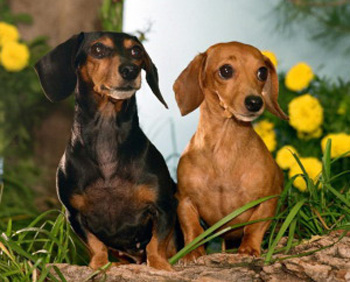 ����� - ������ �� ����������!