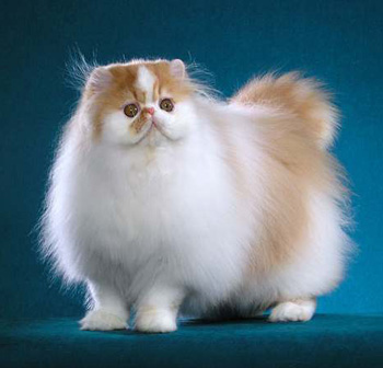 �� ��������� - �������!