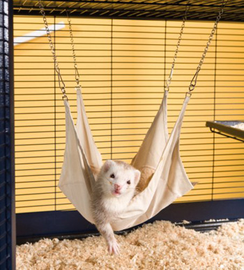 �������� ����� ��������� ������