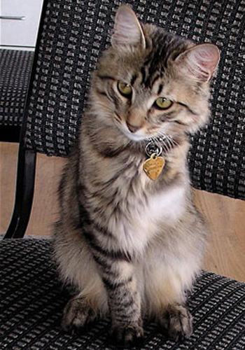 � ��� ������ ������� �������� ��������