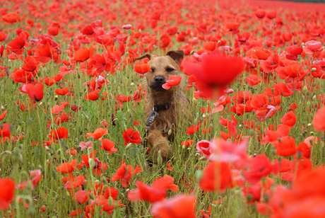 �������� �������� 2010� - ������ �� ������