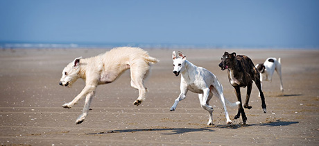 �������� �������� 2010� - ������ �� ������