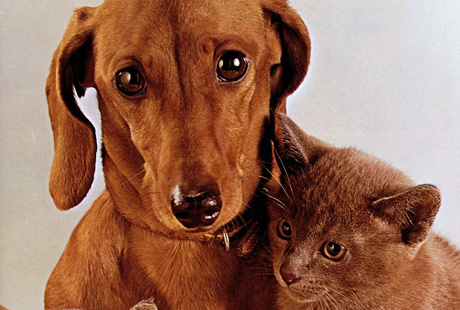 �������� �������� �������� ����������