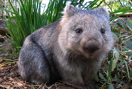 ���������� ��� ��������