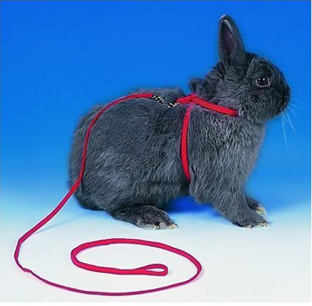 ������� ��� �������� � �������� �������