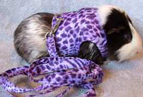 ������� ��� �������� � �������� �������