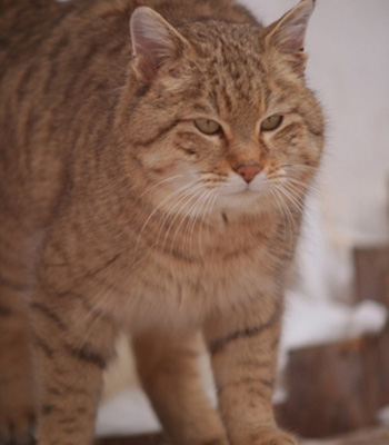 ������ � ���������������� ��������