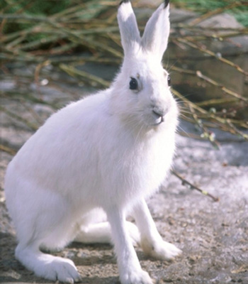 ������ � ���������������� ��������