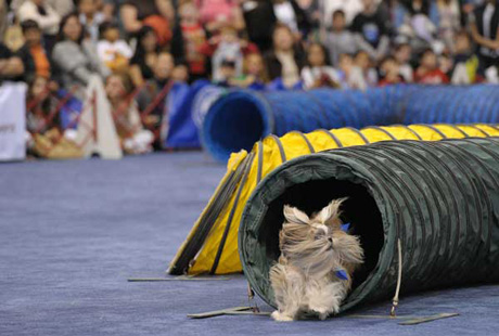 � ���-����� ���������� �������� �����