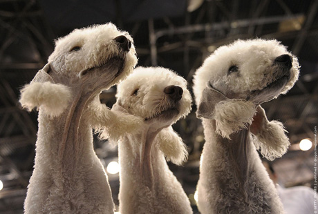 � ���-����� ���������� �������� �����