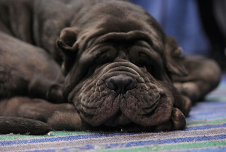 � ���-����� ���������� �������� �����