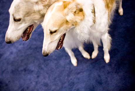 � ���-����� ���������� �������� �����