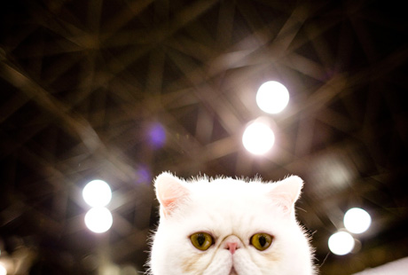 � ���-����� ���������� �������� �����