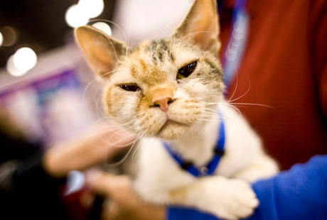 � ���-����� ���������� �������� �����