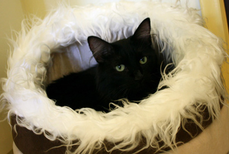 ������ �������