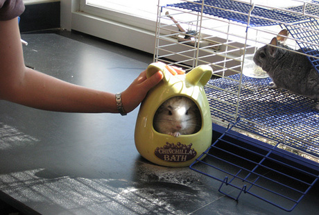 �������� ��� �������