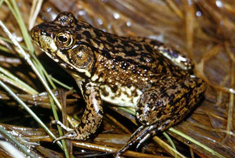 � ����������� �������� ������ ��������