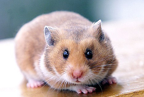 ����� ���� �� ������ ������������� ��������