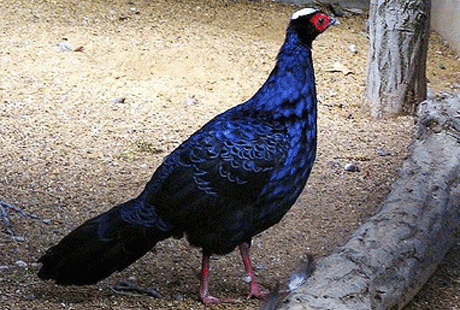 ������� ��������� �������������