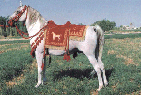 �������� ���� ��-�������