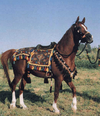 �������� ���� ��-�������