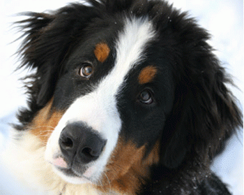 ��������� ����������� ����������� � ����