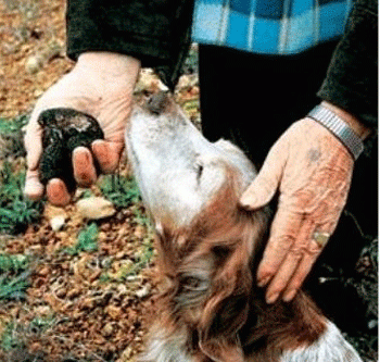 ����������� ������ ������ ����� �� �������