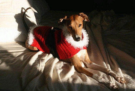 ��������� � ����������