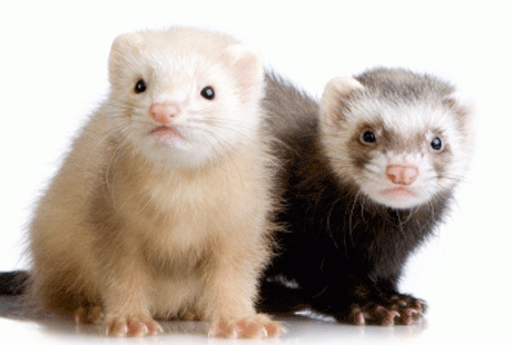 �� ��������� - �������� �������