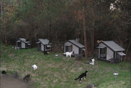 ����� ��� ����� �� �������