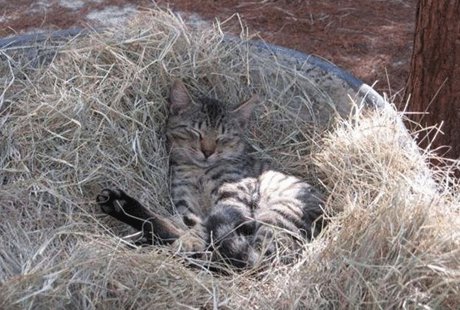 ����� ��� ����� �� �������