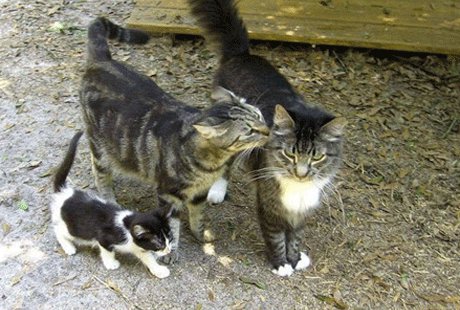 ����� ��� ����� �� �������