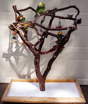 ���� ��� ��������