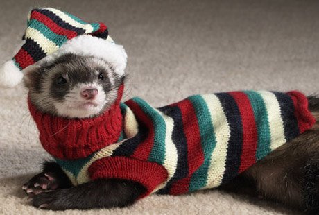 ������ ������������