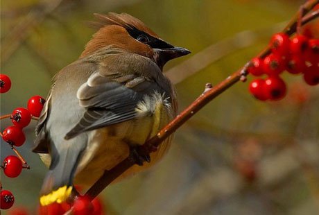 ����� ����������� ��������� ������� ����