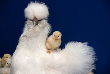 �������� ��������: 10 ���������� ������ � ��������