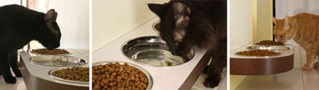 ��Maow��������� �������� ��� �����