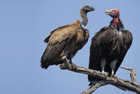 ����� �������� �������������� ���� ����