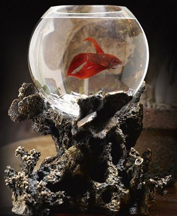 ����������� ����������